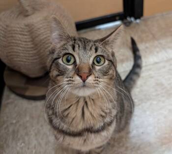 Rescue Domestic Short Hair Cats for Adoption in Port Barrington, Illinois - Mia | PetCurious