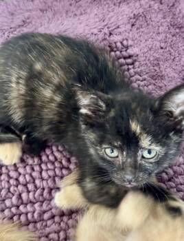 Domestic Short Hair Cats Available for Adoption in Lemont, Illinois - Ash | PetCurious