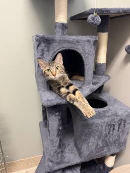 Matilda -  Domestic Short Hair Cat for Adoption in Yorkville, Illinois - Matilda | PetCurious