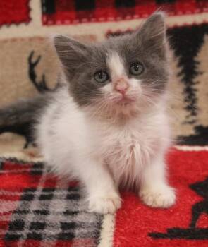 Domestic Long Hair Cats Available for Adoption in Vacaville, California - Bloom | PetCurious