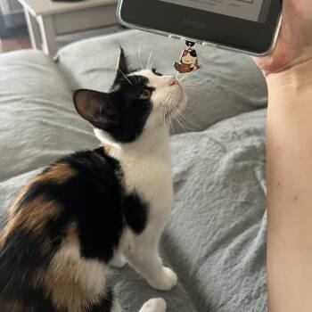 Biscotti -  Domestic Short Hair Cat for Adoption in Garden Grove, California - Biscotti | PetCurious
