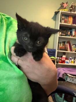Jig -  Domestic Medium Hair Cat for Adoption in Grand Rapids, Michigan - Jig | PetCurious