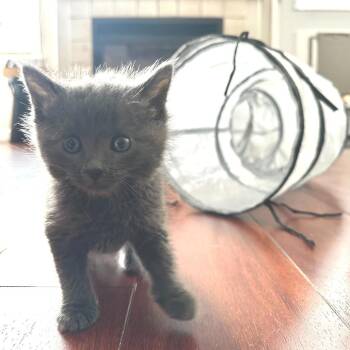 Lollipop -  Domestic Medium Hair Cat for Adoption in Denver, Colorado - Lollipop | PetCurious