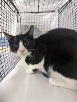 CALLO -  Domestic Short Hair Cat for Adoption in Doral, Florida - CALLO | PetCurious