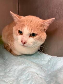DeWayne "The Rock" Johnson -  Domestic Short Hair Cat for Adoption in Morgantown, Kentucky - DeWayne "The Rock" Johnson | PetCurious