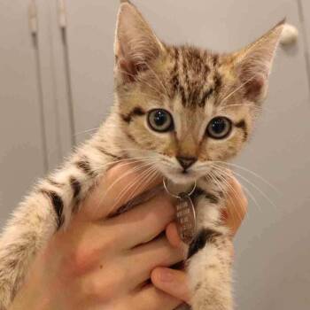 Miss Scarlett -  Domestic Short Hair Cat for Adoption in Port Washington, New York - Miss Scarlett | PetCurious