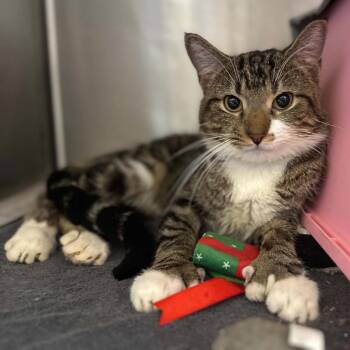 Danish -  Domestic Short Hair Cat for Adoption in Madison, Wisconsin - Danish | PetCurious