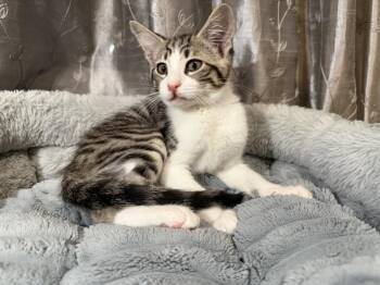 Molley -  Domestic Short Hair Cat for Adoption in Sunnyvale, California - Molley | PetCurious
