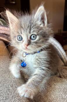 Domestic Long Hair Cats Available for Adoption in Long Beach, California - Bluey | PetCurious