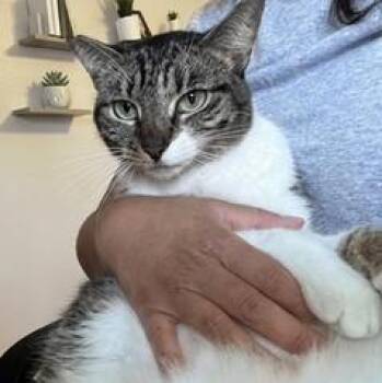 Susie -  Domestic Short Hair Cat for Adoption in Liverpool, Texas - Susie | PetCurious