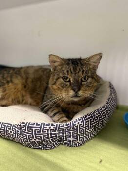 Rescue Domestic Short Hair Cats for Adoption in Leitchfield, Kentucky - Chocoloco | PetCurious