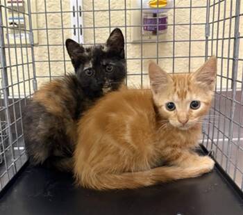 FLINT -  Domestic Short Hair Cat for Adoption in Fort Myers, Florida - FLINT | PetCurious
