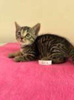 Aria -  Domestic Short Hair Cat for Adoption in Heathsville, Virginia - Aria | PetCurious