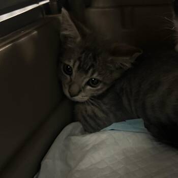 Bianca -  Domestic Short Hair Cat for Adoption in Salt Lake City, Utah - Bianca | PetCurious