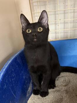 Domestic Short Hair Cats Available for Adoption in Lake Ozark, Missouri - Ian | PetCurious