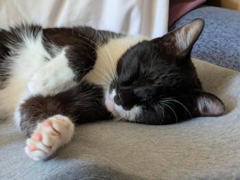 Rain25F -  Domestic Short Hair Cat for Adoption in Youngsville, North Carolina - Rain25F | PetCurious