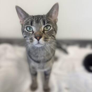 Wilma -  Domestic Short Hair Cat for Adoption in Brownsboro, Alabama - Wilma | PetCurious