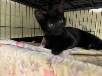 Domestic Short Hair Cats Available for Adoption - Mary | PetCurious