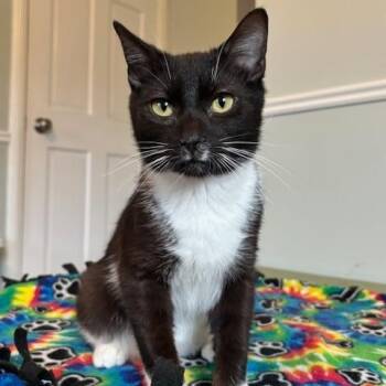 Claude -  Domestic Short Hair Cat Available for Adoption in Gibsonia, Pennsylvania - Claude | PetCurious