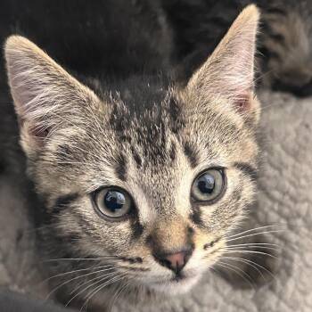 Denim -  Domestic Short Hair Cat for Adoption in Philadelphia, Pennsylvania - Denim | PetCurious