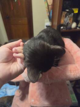 Traffic Jam -  Domestic Short Hair Cat for Adoption in Lincoln Park, Michigan - Traffic Jam | PetCurious