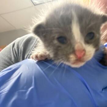 Jammie Dodger 9357 -  Domestic Short Hair Cat for Adoption in Columbus, Georgia - Jammie Dodger 9357 | PetCurious