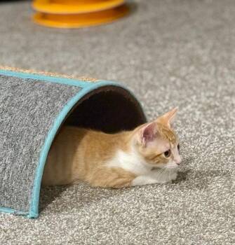 Gismo -  Domestic Short Hair Cat for Adoption in Fort Collins, Colorado - Gismo | PetCurious