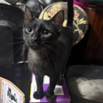 Cole -  Domestic Short Hair Cat for Adoption in Beulaville, North Carolina - Cole | PetCurious