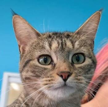 Emerald -  Domestic Short Hair Cat for Adoption in La Harpe, Kansas - Emerald | PetCurious