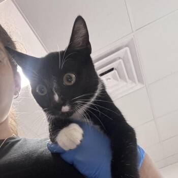 Cheddar -  Domestic Short Hair Cat for Adoption in Newark, New Jersey - Cheddar | PetCurious