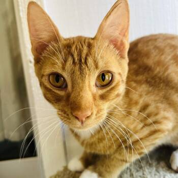 Punkin -  Domestic Short Hair Cat for Adoption - Punkin | PetCurious