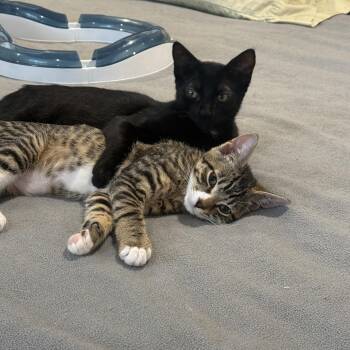 Avery/Sonny -  Domestic Short Hair Cat for Adoption in Darien, Connecticut - Avery/Sonny | PetCurious