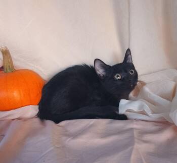 Princess -  Domestic Short Hair Cat for Adoption - Princess | PetCurious