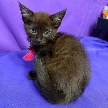 Brook -  Domestic Medium Hair Cat for Adoption in North Myrtle Beach, South Carolina - Brook | PetCurious