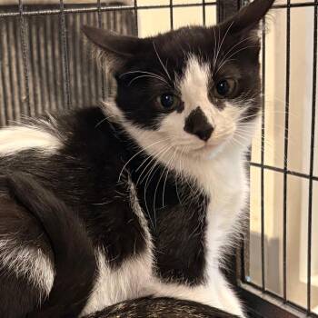Dune -  Domestic Short Hair Cat for Adoption in Matteson, Illinois - Dune | PetCurious