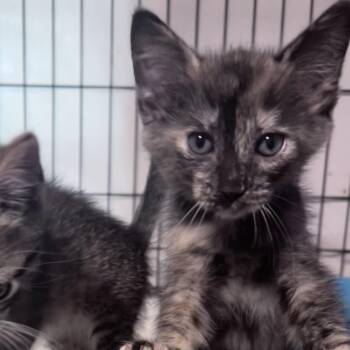 Summer Breeze -  Tabby and Domestic Short Hair Cat for Adoption in Columbia, South Carolina - Summer Breeze | PetCurious