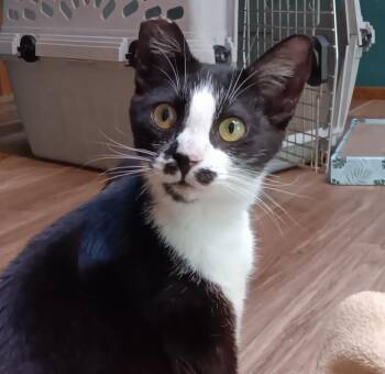 Mindy -  Domestic Short Hair Cat for Adoption in Springfield, Oregon - Mindy | PetCurious