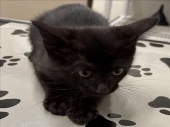 MINIY -  Domestic Short Hair Cat for Adoption in Derwood, Maryland - MINIY | PetCurious