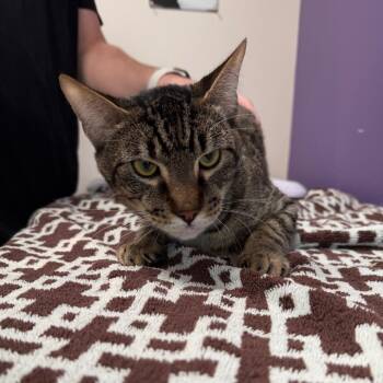 Domestic Short Hair Cats Available for Adoption in Englewood, Florida - Big Boy | PetCurious