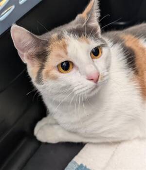 CINNAMON -  Domestic Short Hair Cat for Adoption in Canfield, Ohio - CINNAMON | PetCurious