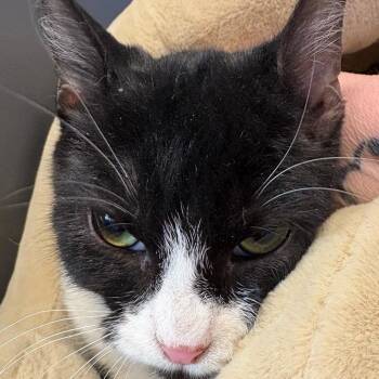 Domestic Short Hair Cats Available for Adoption - Back To Reality | PetCurious