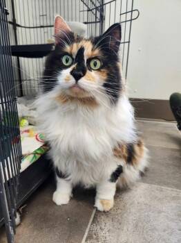 Domestic Medium Hair Cats Available for Adoption - Princess Donut Queen Ann Chonk | PetCurious