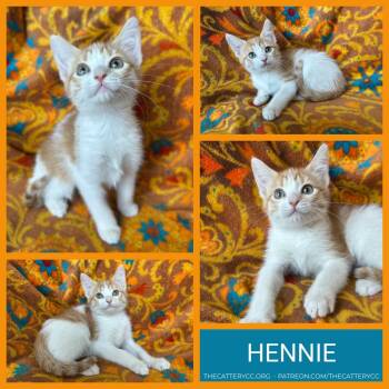 Hennie -  Domestic Short Hair Cat for Adoption in Corpus Christi, Texas - Hennie | PetCurious