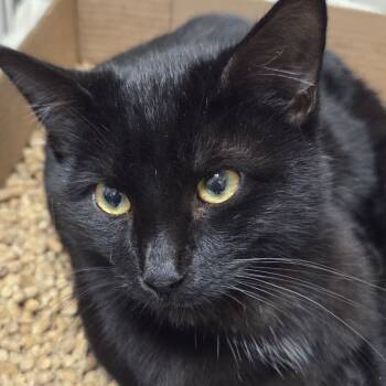 Rescue Domestic Short Hair Cats for Adoption in Branson, Missouri - Barry | PetCurious
