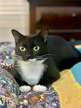 Muffin -  Domestic Short Hair Cat for Adoption in Syracuse, New York - Muffin | PetCurious