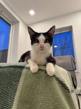 Rescue Domestic Short Hair Cats for Adoption - Elsa | PetCurious