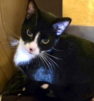 Booger -  Tuxedo Cat for Adoption in Ladson, South Carolina - Booger | PetCurious