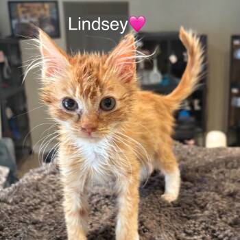 Domestic Short Hair Cats Available for Adoption - Lindsey | PetCurious