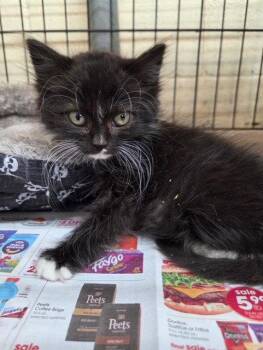 Keefy -  Domestic Long Hair Cat for Adoption in Apollo, Pennsylvania - Keefy | PetCurious