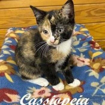 Calico Cats Available for Adoption in Southern Pines, North Carolina - Cassiopeia | PetCurious